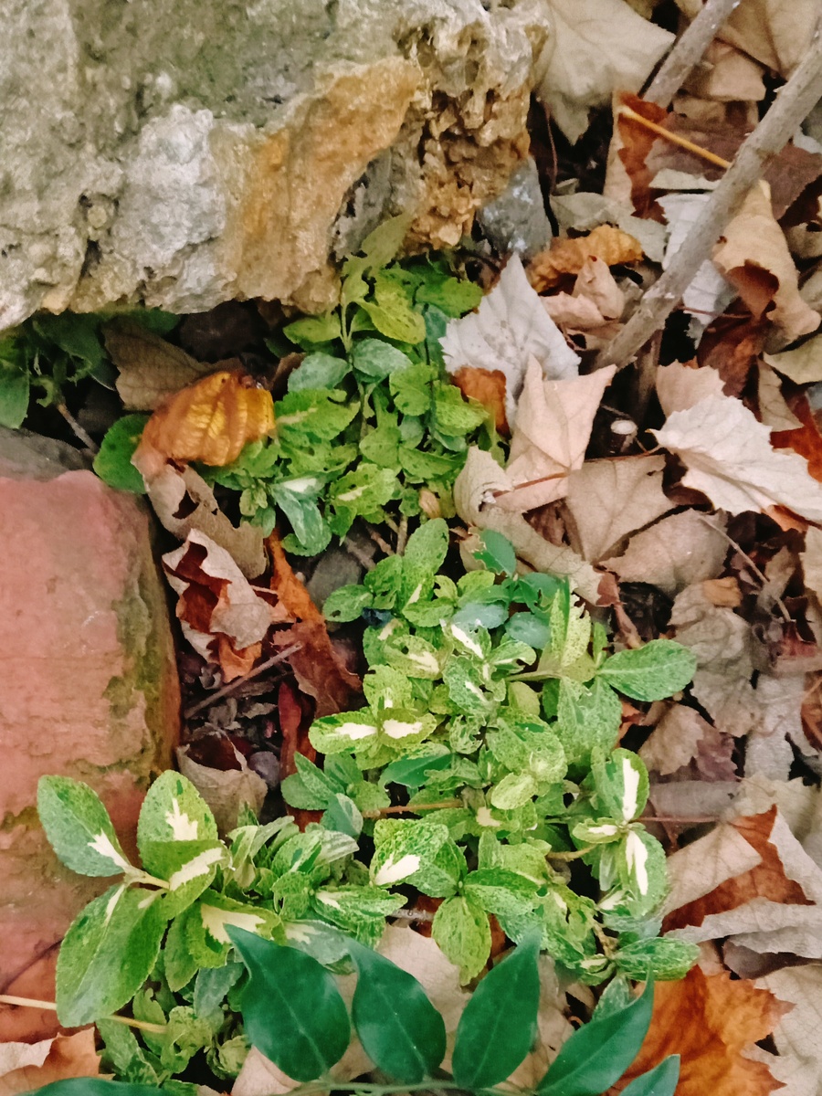 Бересклет Форчуна