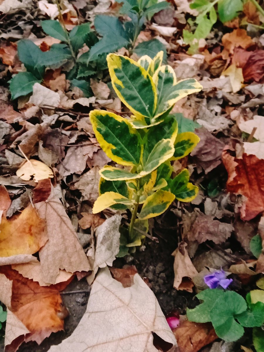 Бересклет японский