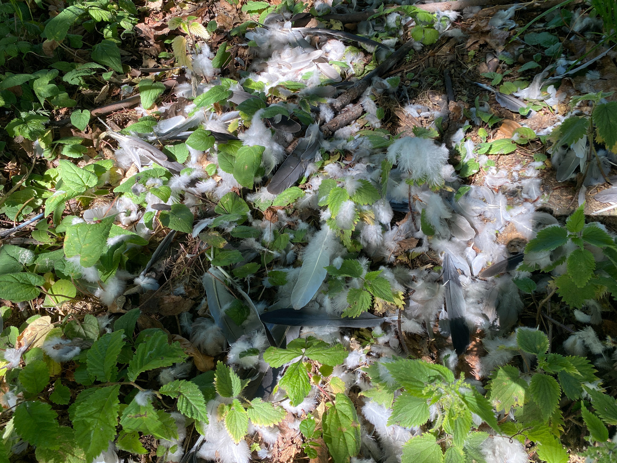 Чьи-то перья