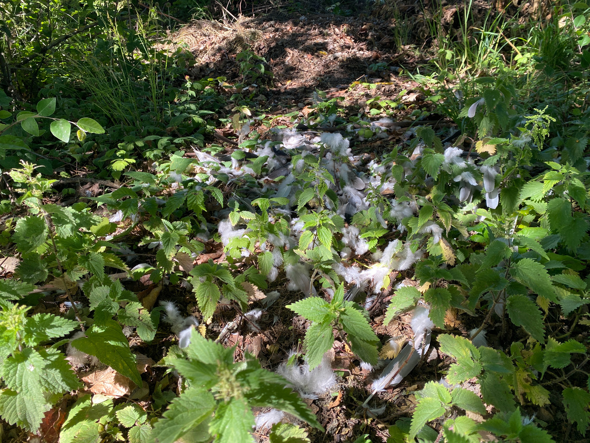 Следы чьей-то трагедии