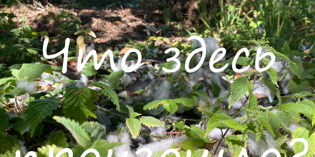 Трагедия на заячьей полянке (Пять дней из жизни зайчонка)