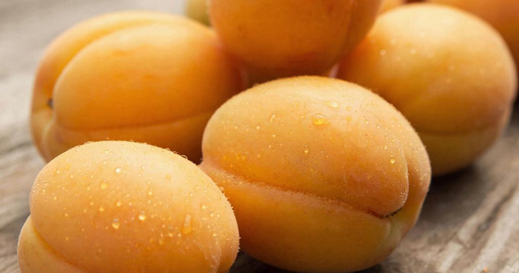 Абрикос: как избежать ошибок и получить урожай в непростом климате