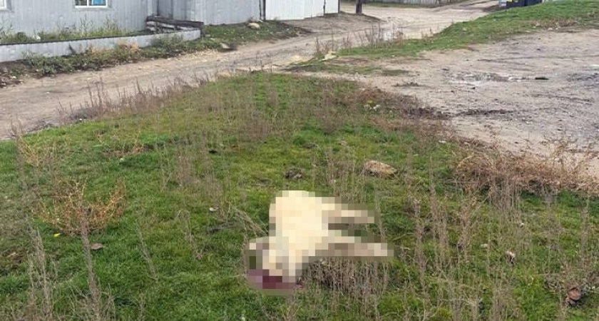    Фото: Приют для бездомных животных ДворНяшки Волгоград