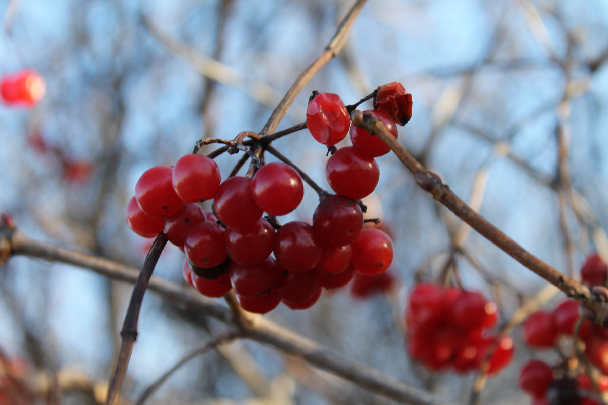 Фото сделанное мной.