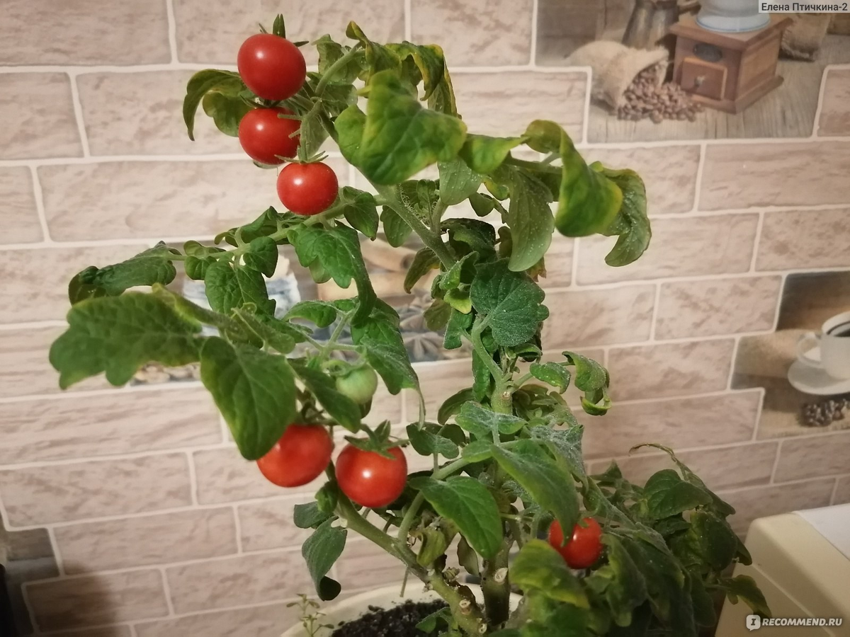 Выращивание помидоров черри дома. Сорт: Пигмей