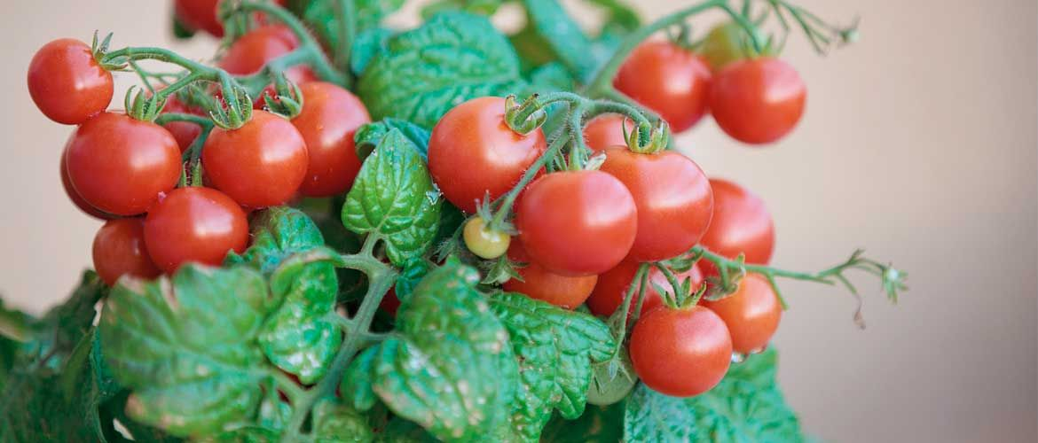 Выращивание помидоров черри дома