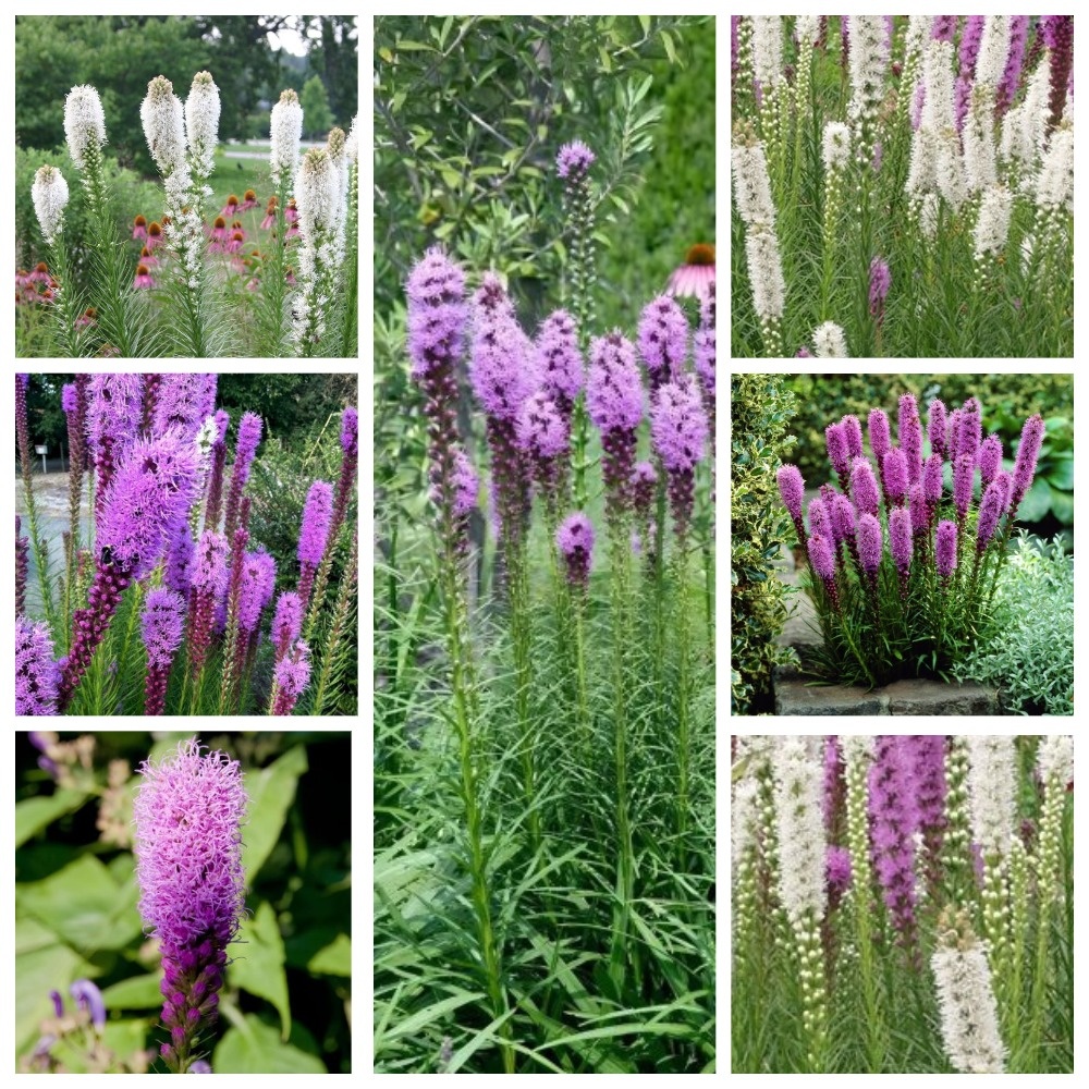 Фото: лиатрис в саду