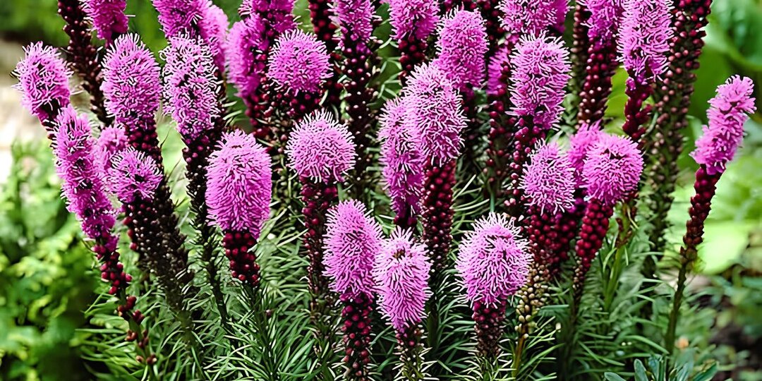 Лиатрис: посадка и уход за неприхотливым многолетником