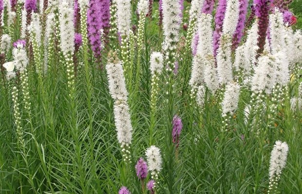 Фото: смесь лиатрисов