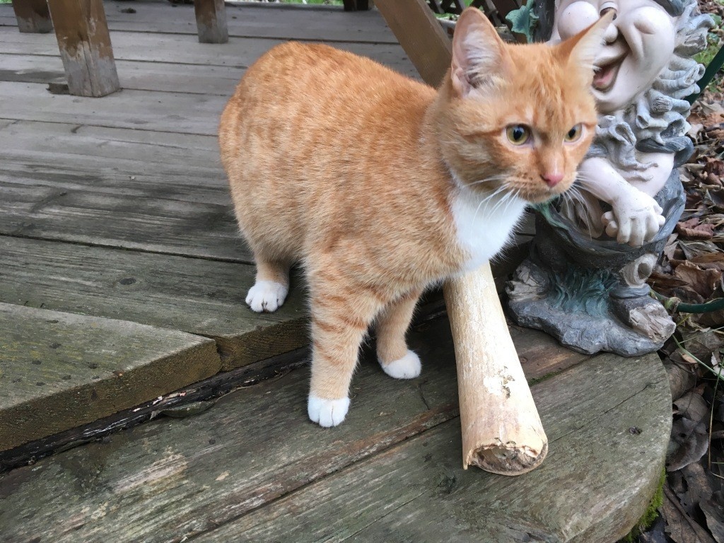 Тот самый «мамонт», найденный соседом