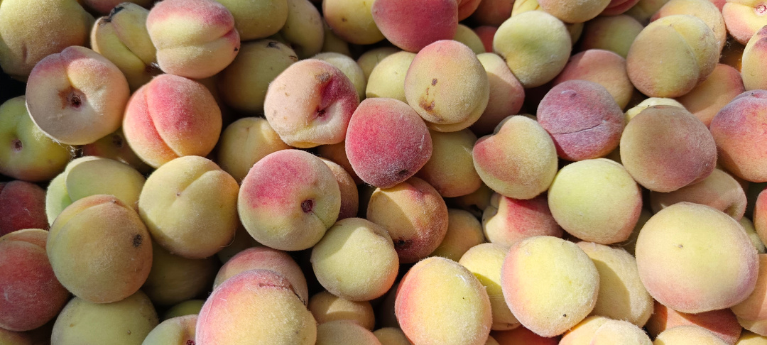 Персик Хасанский: мой честный опыт выращивания северного персика, который выдерживает даже самые суровые зимы.