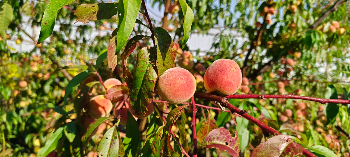                                               Персик Хасанский в средней полосе России