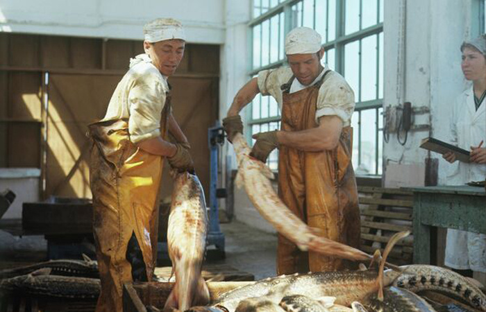 Рыбий жир - важная добавка к пище.