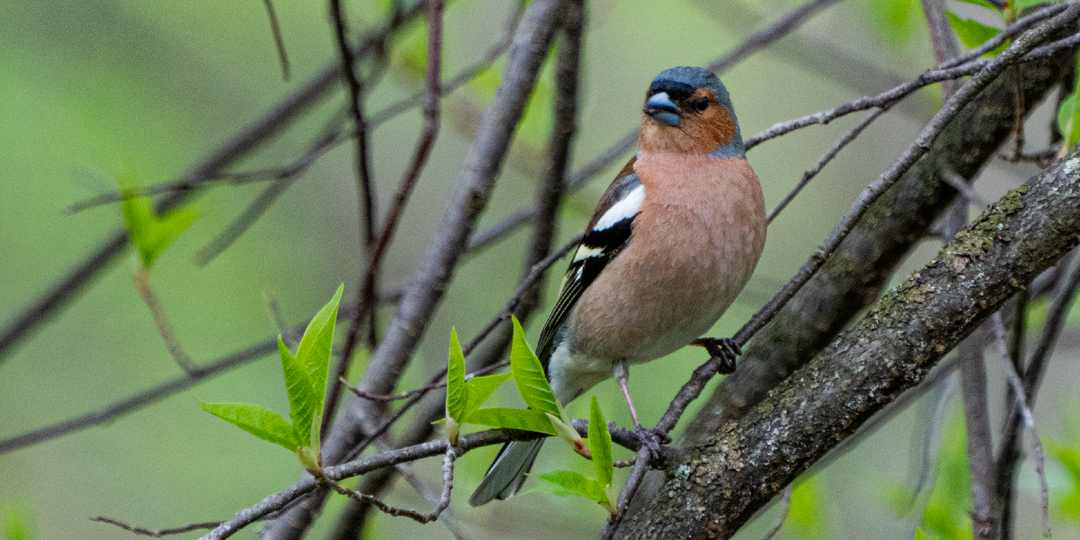 Зяблик - 10 интересных фактов