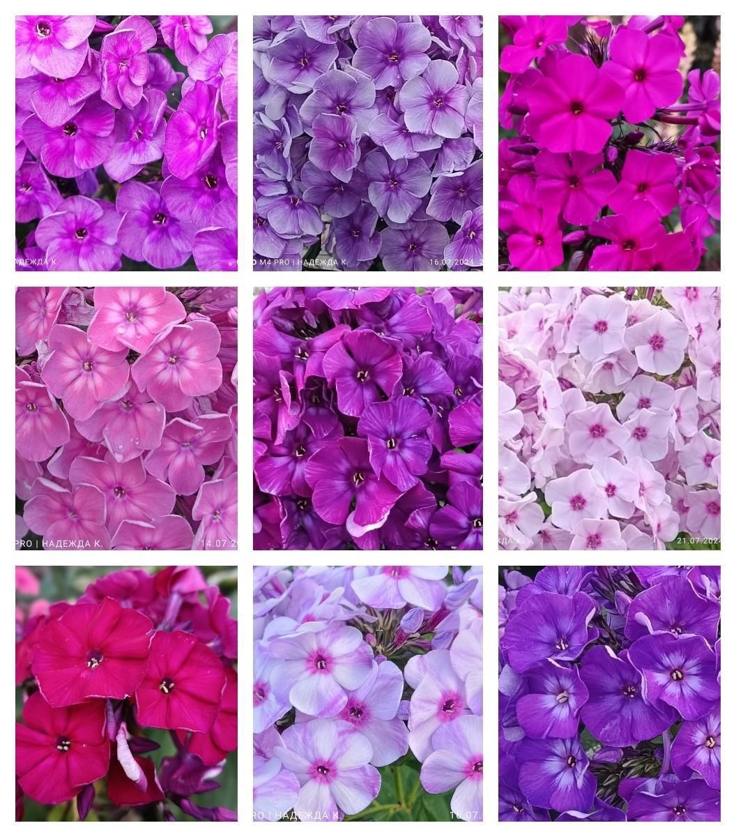 2.Любимые оттенки моих флоксов, которые растут в саду