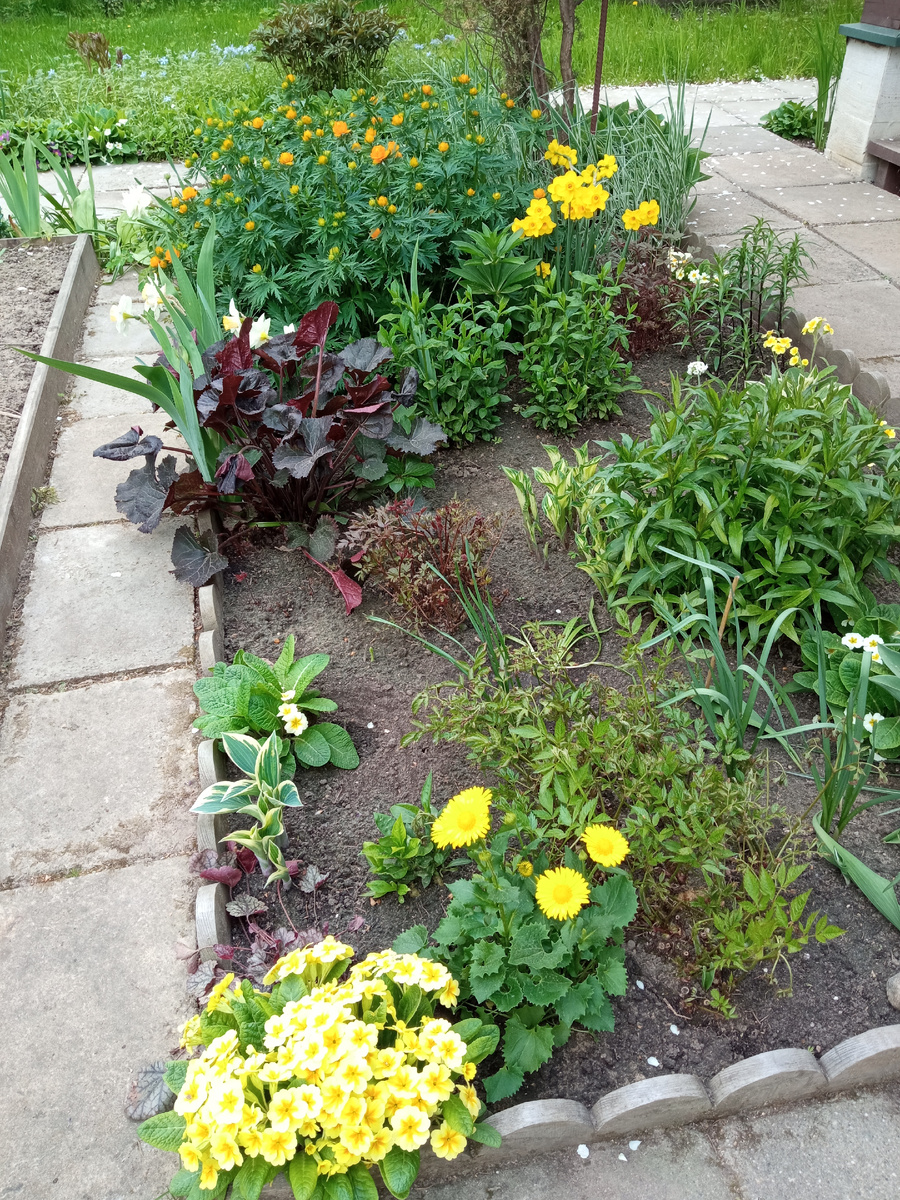 Середина мая 2023 г. Дороникум на переднем плане рядом с жёлтой примулой. Первое цветение.