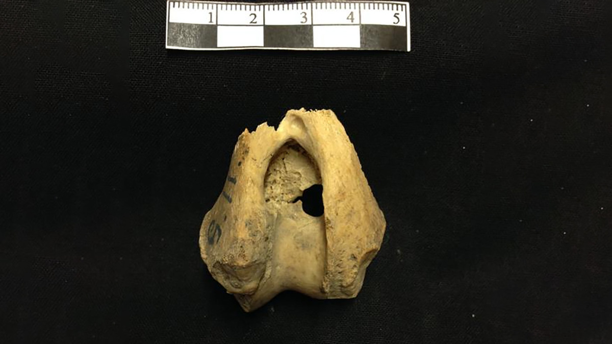   Jan Storå / Stockholm University