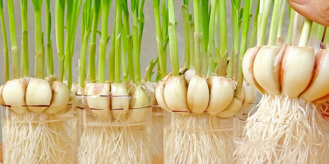 🌱 Проращивание чеснока на зелень: мой путь от случайности к любимой традиции