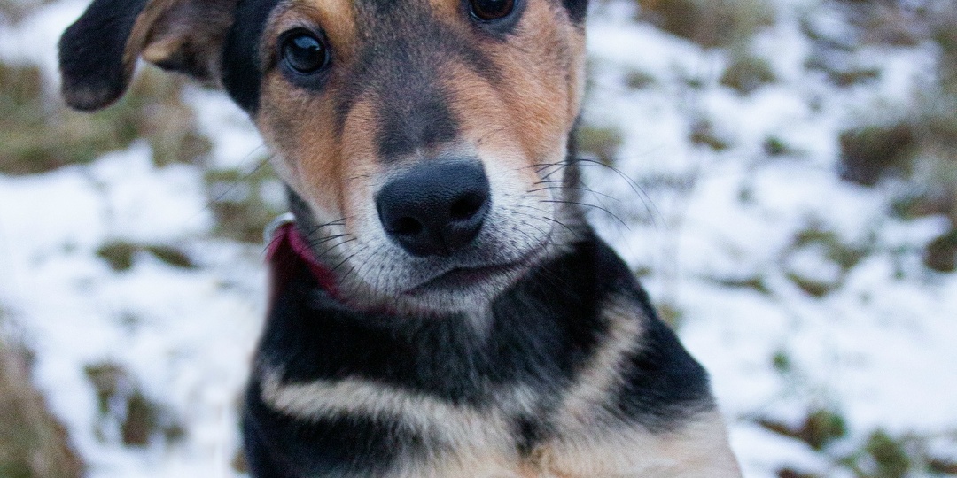 В коробке, оставленной на морозе, их было шесть...