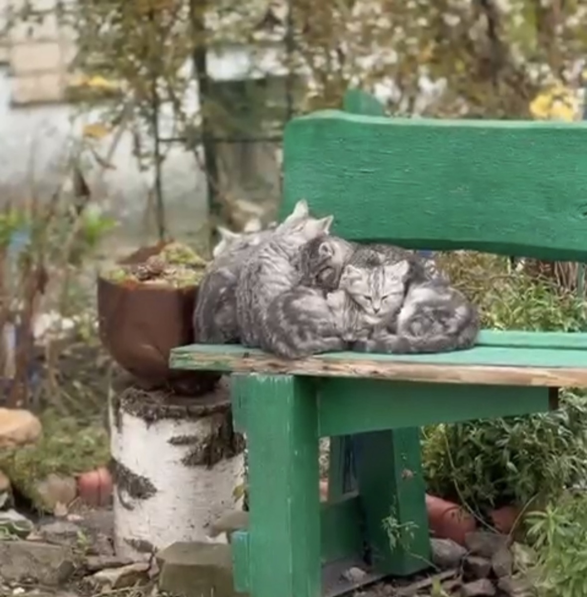 Такой кучкой они долго просидели на лавочке. Фото из архива автора