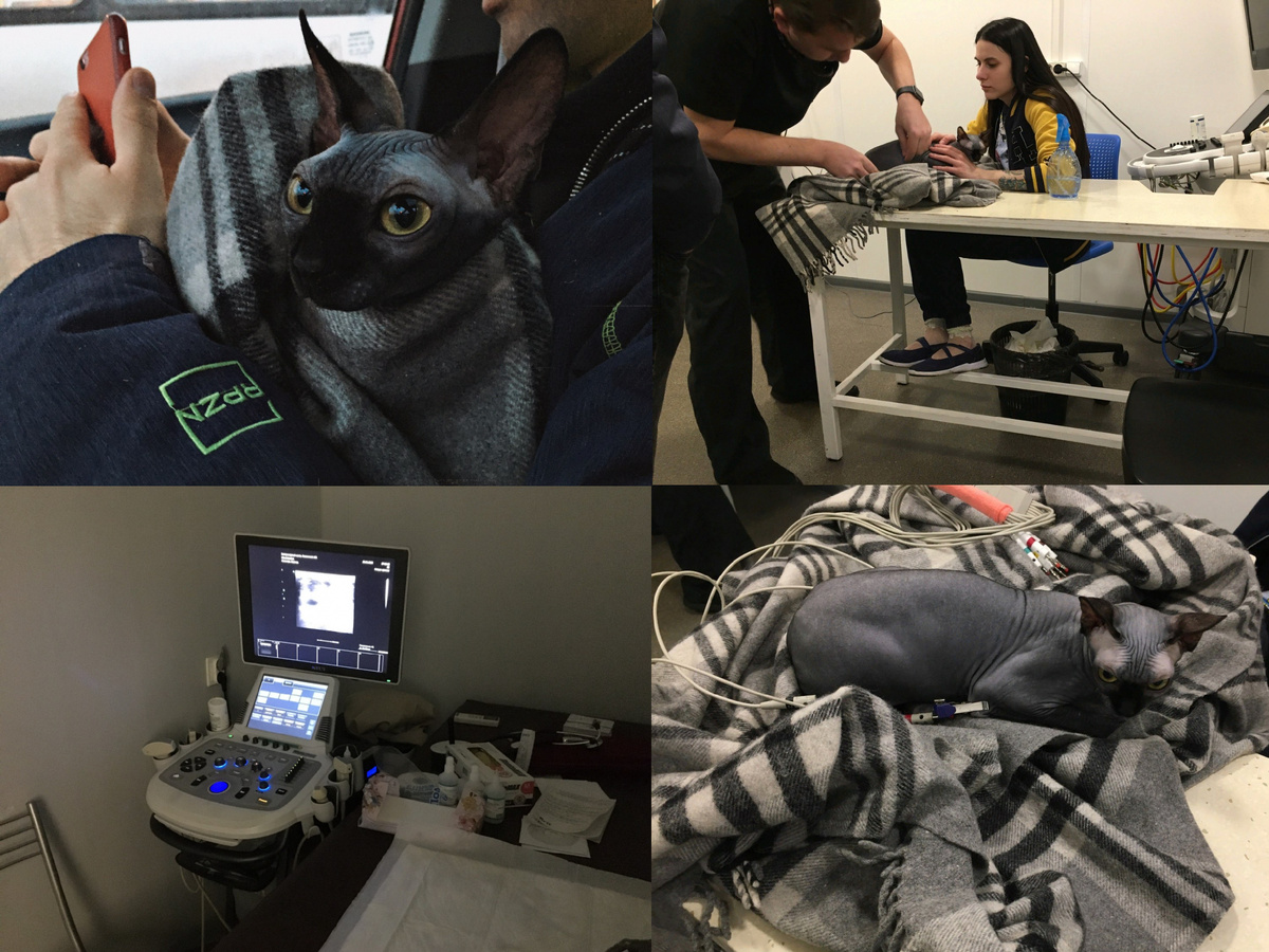 Стерилизация Коти в 2020 году