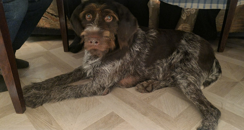    Собака устроила концерт для соседей: простые шаги, которые постепенно убирают лишний лай из вашей жизни