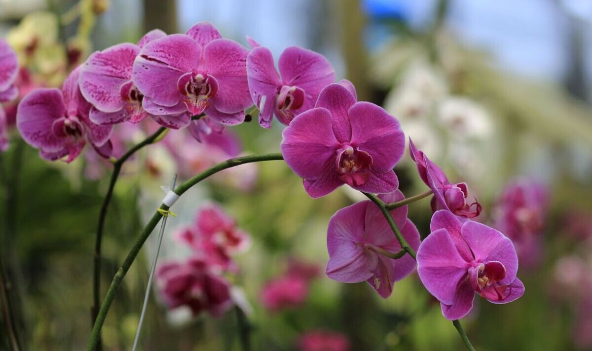 Источник фото: express.co.uk