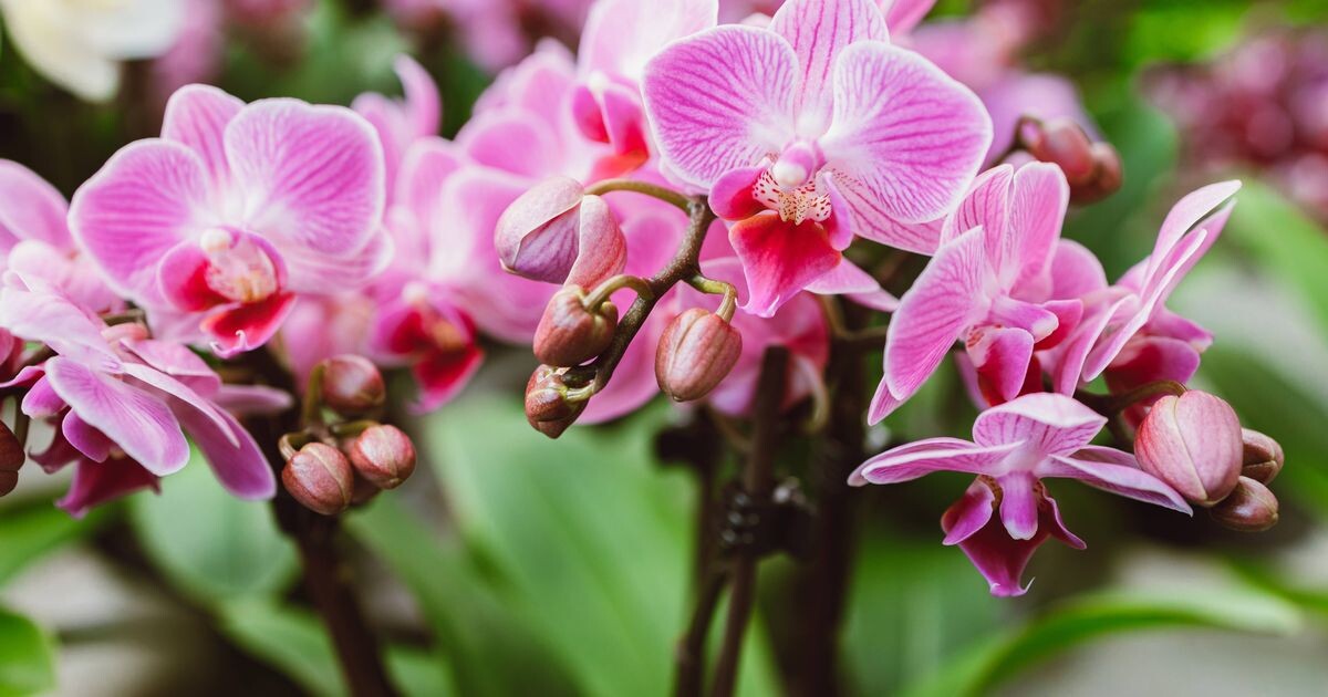 Источник фото: mirror.co.uk