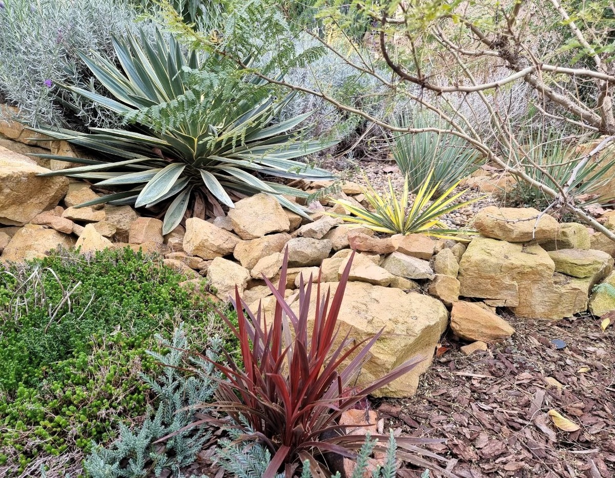 Мой сад. Анапа. Ноябрь.