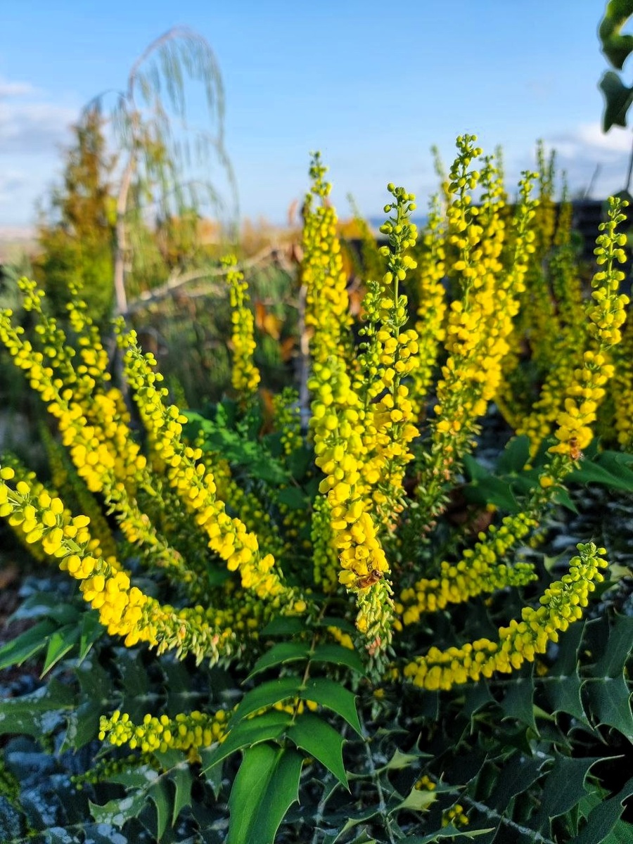 Mahonia media 'Winter Sun'.