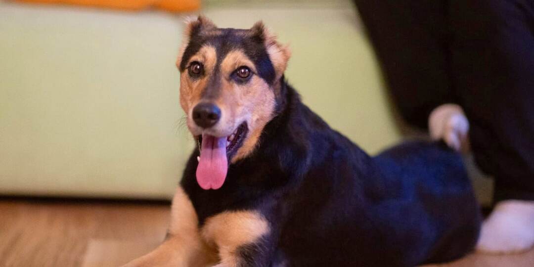 🌸 Молли ищет дом и человека, с которым будет делить каждое счастливое мгновение!