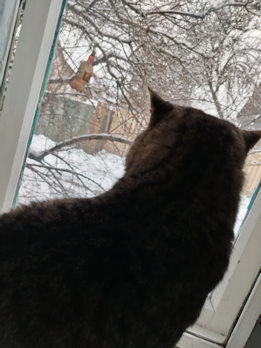 Птички должны прилететь  