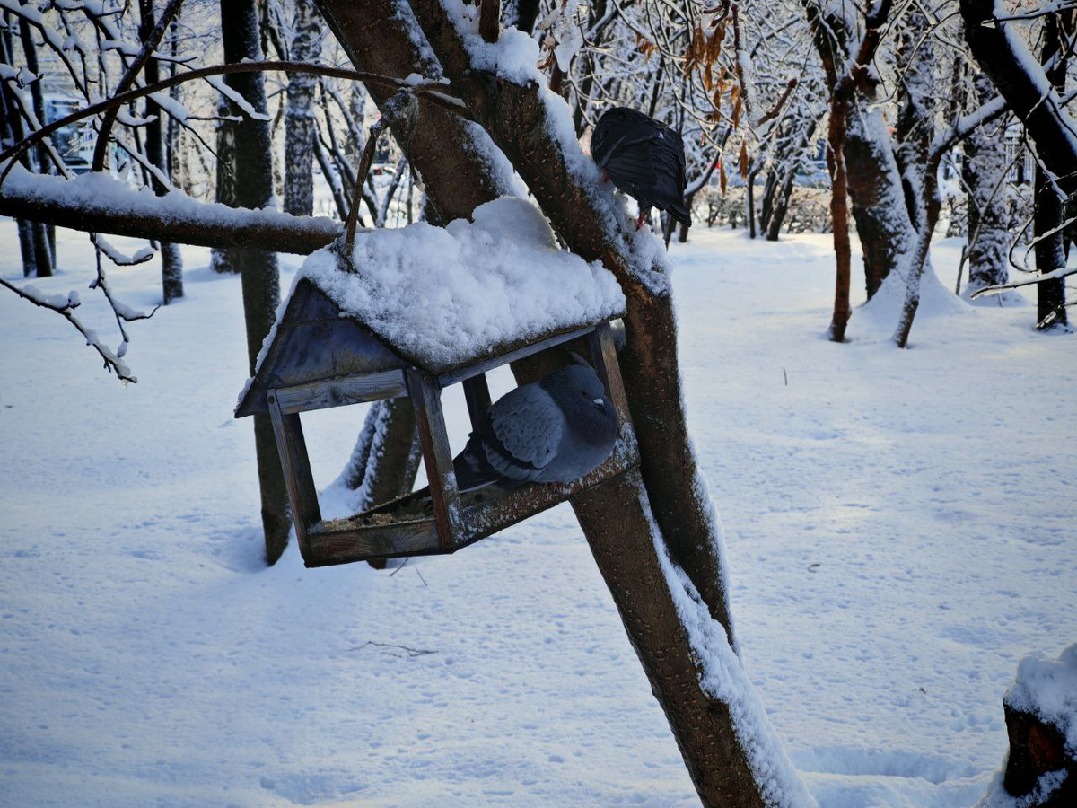 Фото: Вдумчивый сибиряк