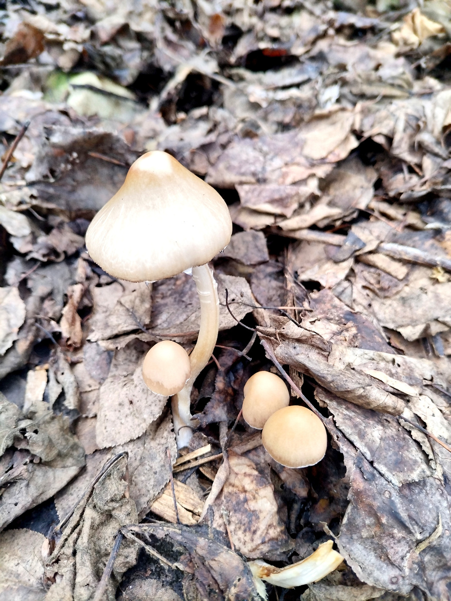 Симпатичные поганочки) 