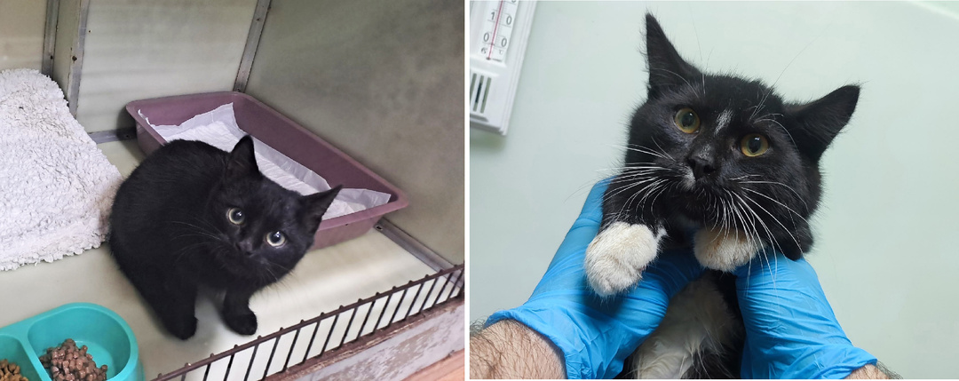 Подопечные, которым нужна помощь прямо сейчас