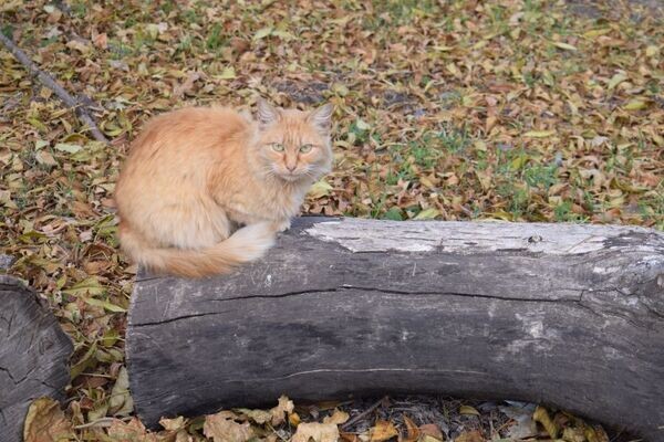    Фото Елены Врублевской Валерия Стальная