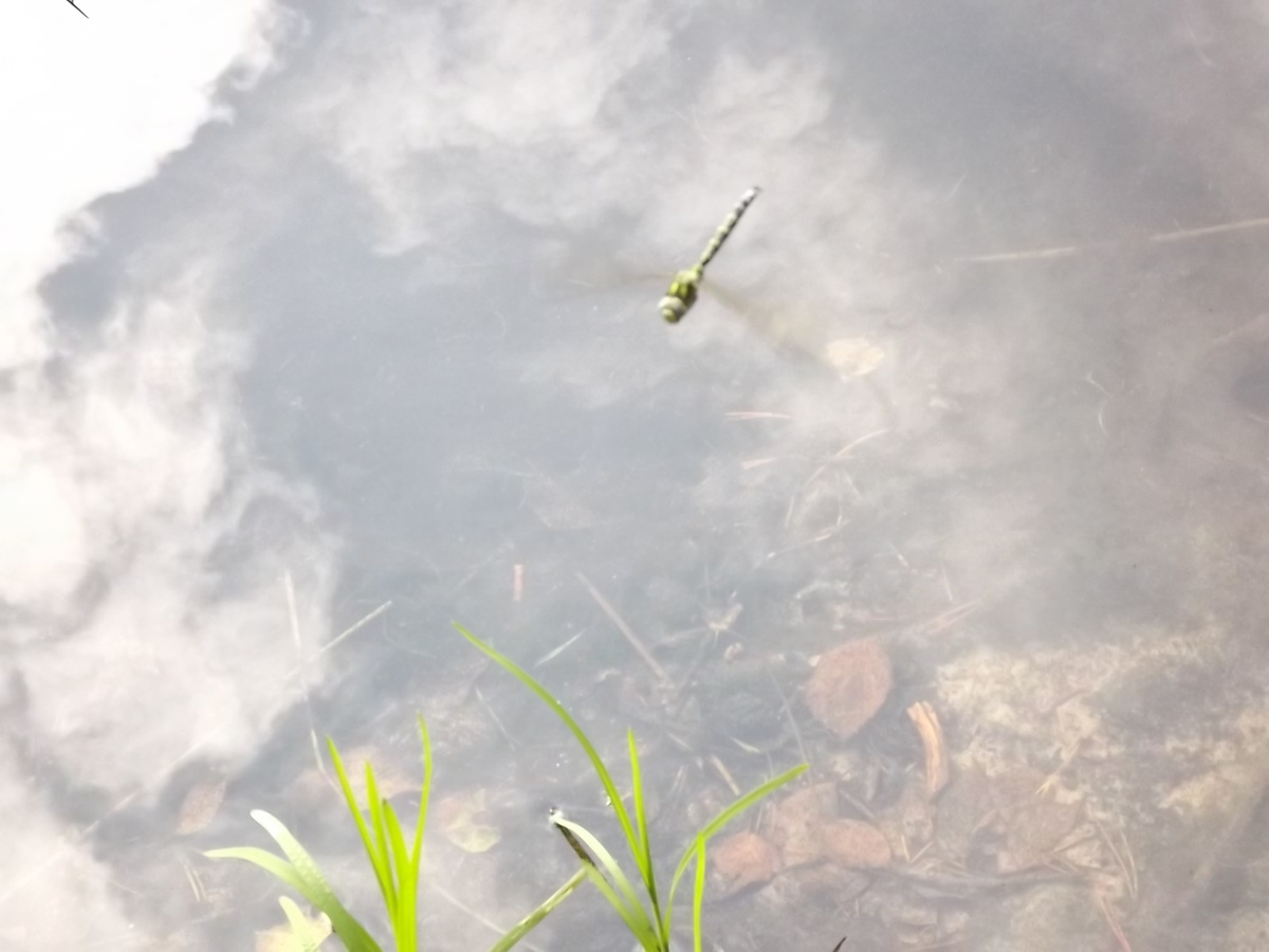 Коромысло в воздухе 5 сентября