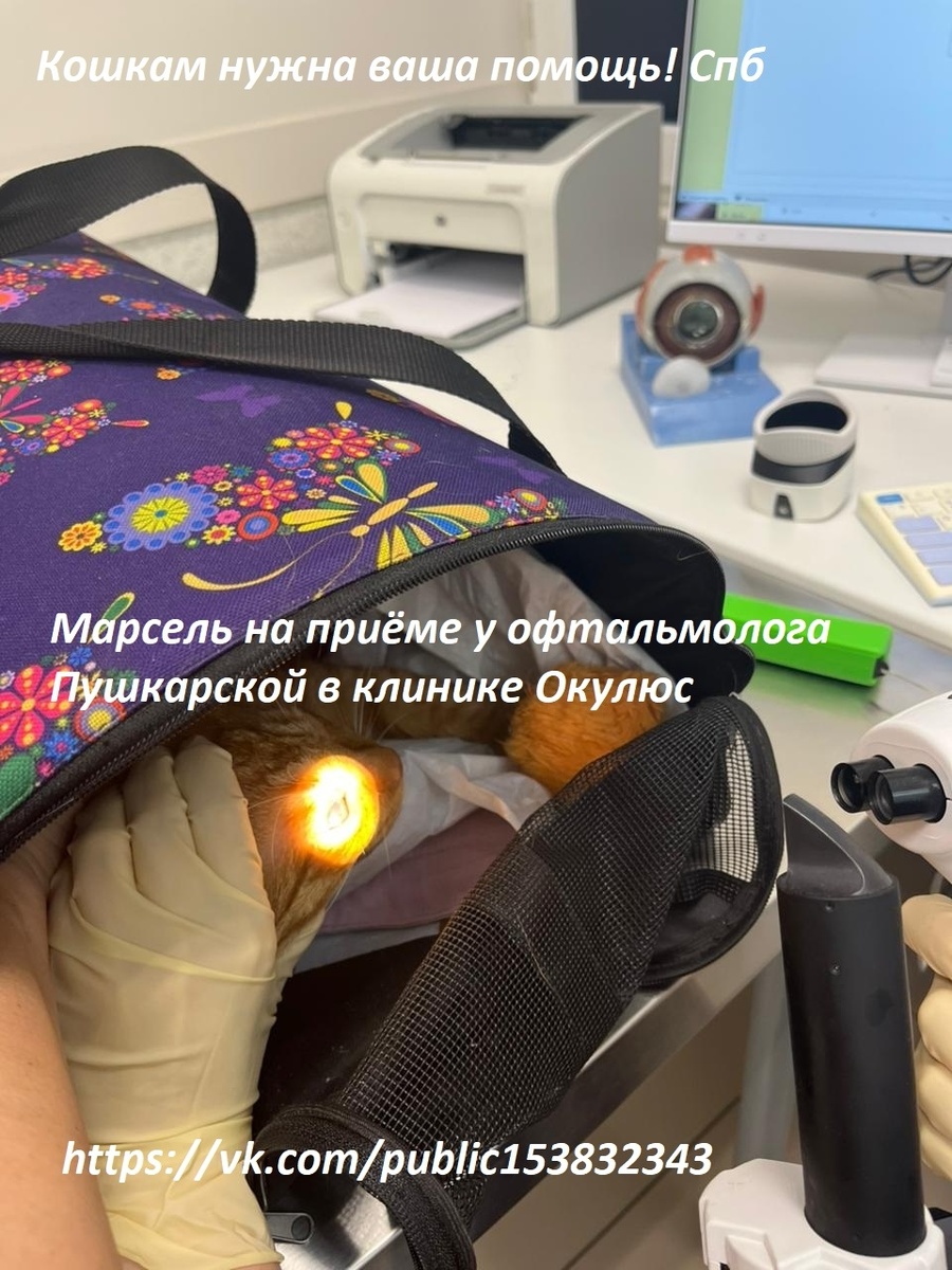 Марсель к Чеку от 27.10.2025 на сумму 2000 руб. за повторный приём врача офтальмолога Марселю в клинике Окулюс Вега