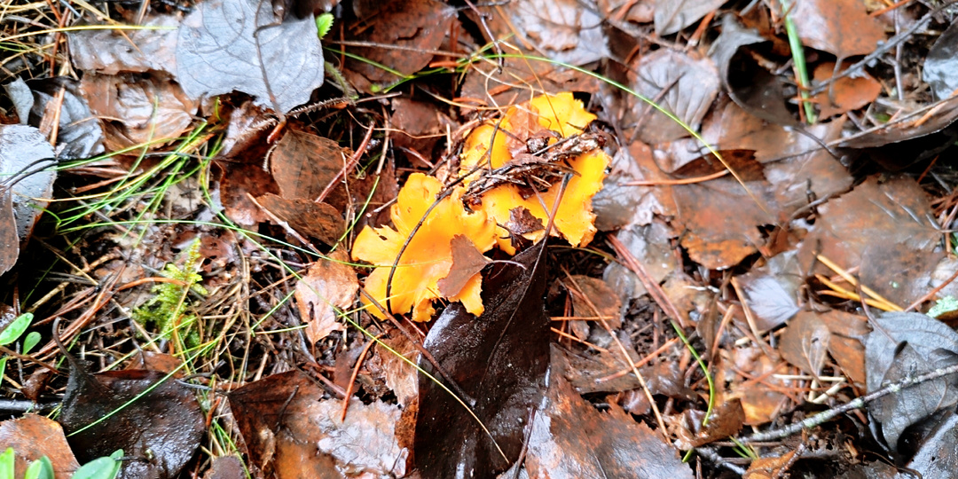 Ноябрьский парадокс: пошел в лес за «черным углем», а принес деликатес из летнего прошлого