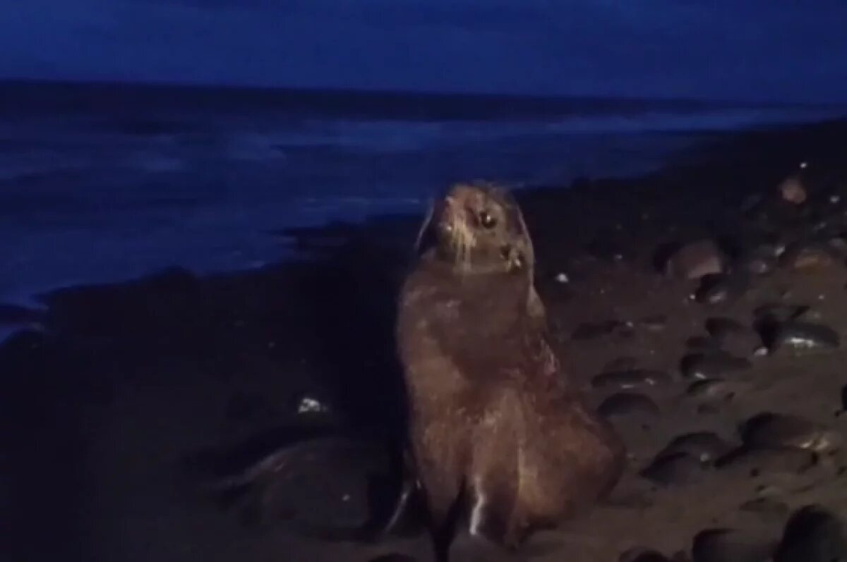    Две недели сахалинские волонтеры выхаживали на побережье морского котика