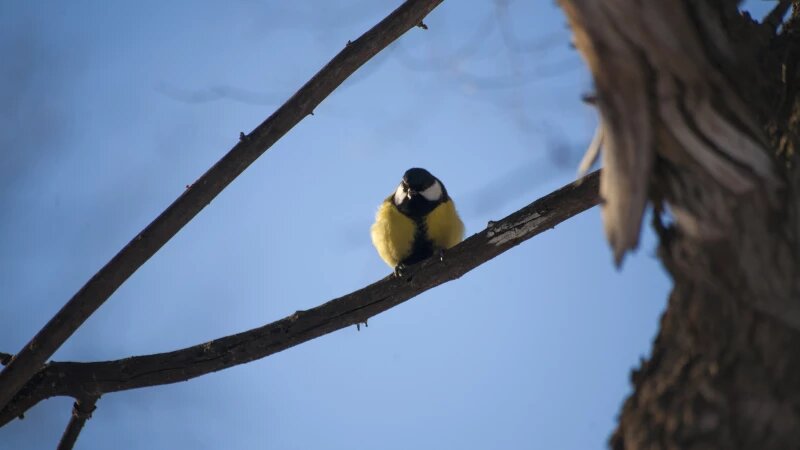     Синица в парке "Изумрудный", Барнаул. Дарья Беркетова