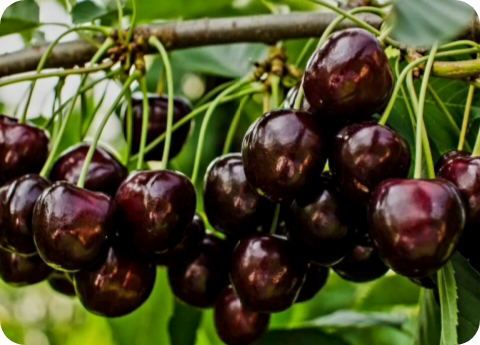 Саженцы Черешни «Бычий Глаз» (Дайбера Черная) — Элитный Сорт для Вашего Сада! (Фото урожая)