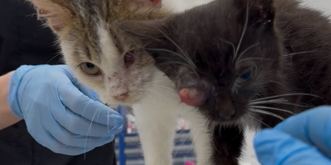 "Вы сгущаете краски" - говорили мне, когда забирала тощих котиков без глаз