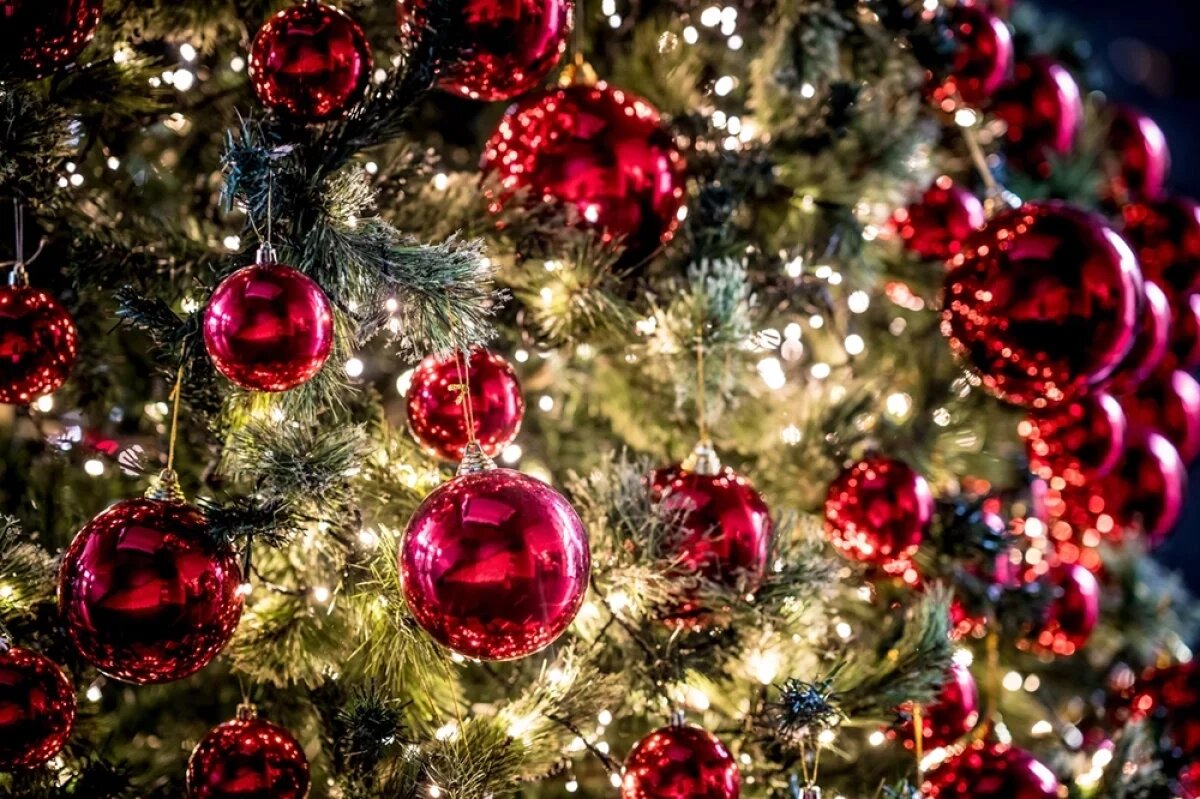    В Новосибирскую область привезли первую партию новогодних елок