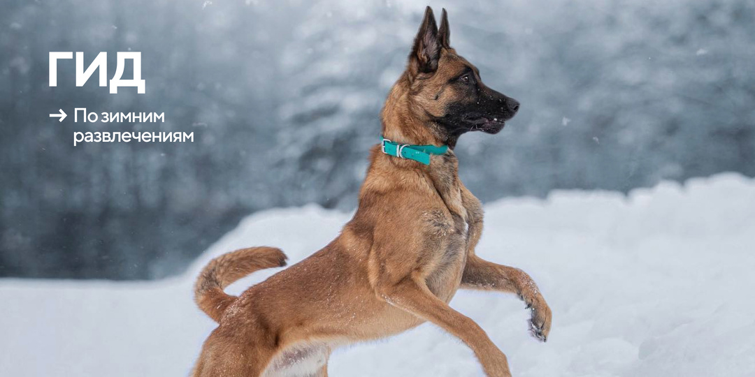 Зимние забавы: гид по лучшим игрушкам для собак в холода