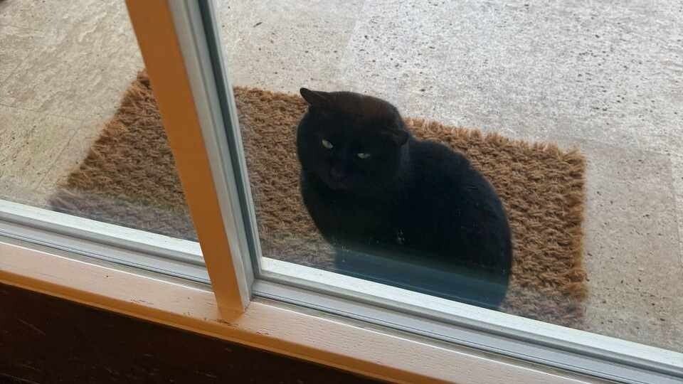    Кот у дома Симоньян. Источник: t.me/msimonyan