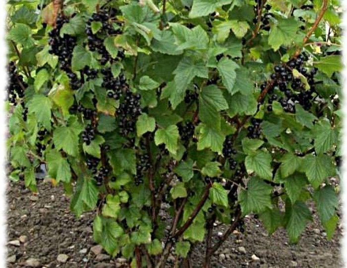 ПРИЧИНЫ ПОЯВЛЕНИЯ КРИВЫХ ПОБЕГОВ НА СМОРОДИНЕ