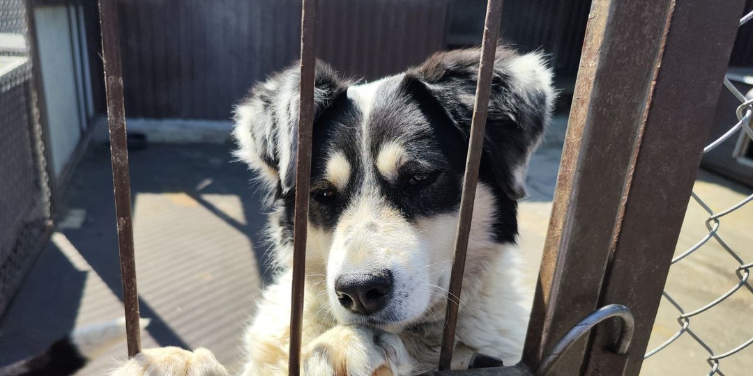 Омские власти рассказали, как решают проблему бездомных собак