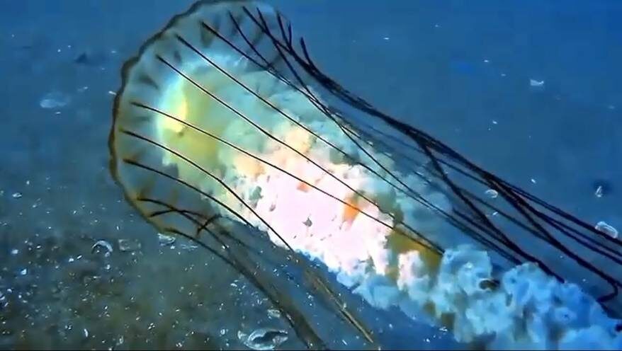    Источник фото: скрин видео t.me/trubolys