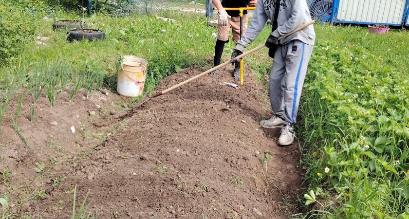    Забудь про компост и навоз: простая технология, которая даёт урожай даже на глине - выходит в копейки